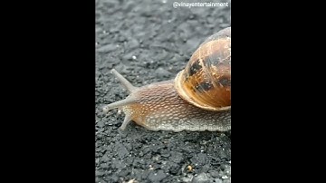 Beautiful Snail, Snail, Mollusk, Shell video, Entertainment Video