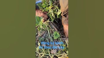 xiệt chuột đồng mùa lúa xạ