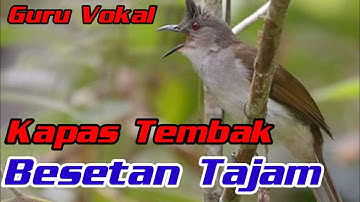masteran ampuh untuk burung kicau||kapas tembak gacor