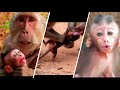 All Baby Monkeys Terrified Kidnapped of The Year 2021 By Monkey Tara (Watch to Realize Tara)