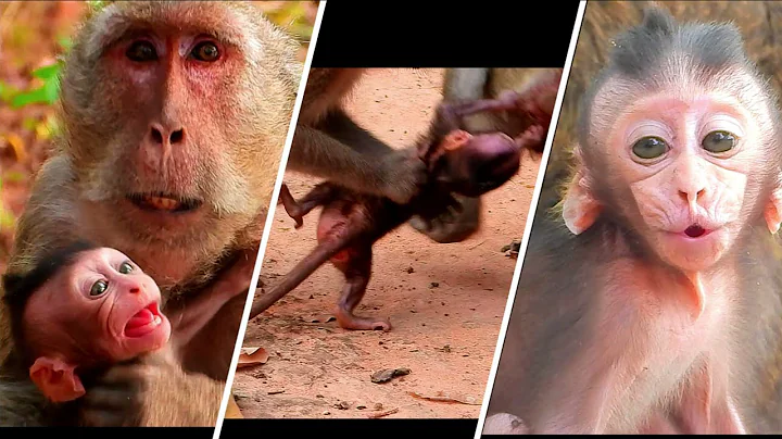All Baby Monkeys Kidnapped of The Year 2021 By Mon...