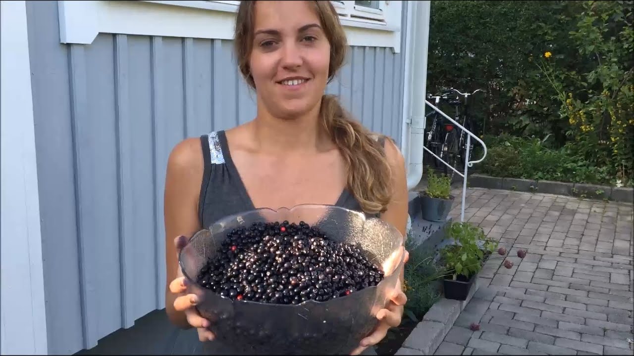 Blåbärsplockning i Uppsala