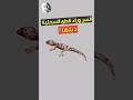 لماذا يتحرك ذيل الوزغ بعد قطعه وما السر وراء قطع البرص ذيله لماذا يتحرك ذيل الوزغ بعد قطعه وما السر وراء قطع البرص ذيله