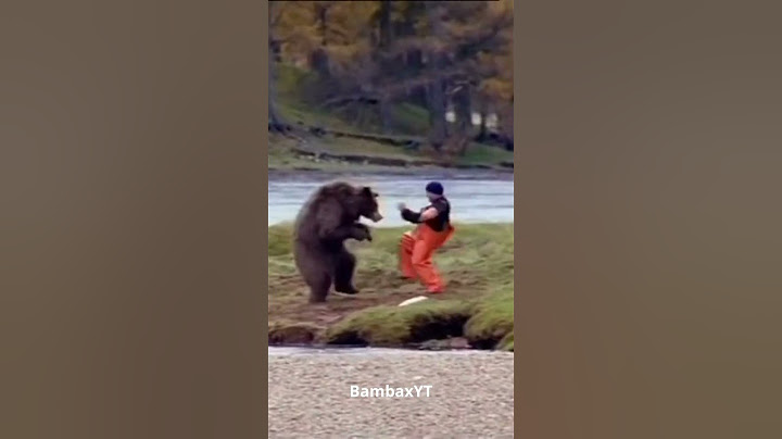 Kung-Fu bear gets in a fight with human //  #shorts #short #memes