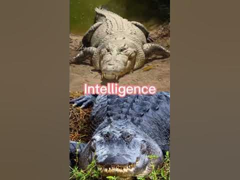 Saltwater Crocodile VS American Alligator #shorts #animals #wildlife #