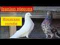 Иранские голуби Majid Iranian pigeons  Atlanta USA