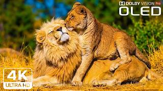 Animal World in 4K - Piano Relaxing Music With Tranquil Animal Moments  - 4K Ultra Video UHD