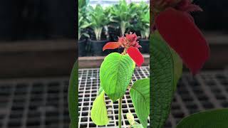 Mussaenda 🌸 – Colorful clusters, easy care