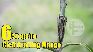 Mango Tree: 6 Steps To Cleft Grafting Mango Tree