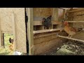 Homesteading in ireland chicken coop modifications