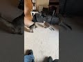 #animallovers cats horse playing