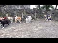 ムサシくんの成長日記５６【AKTA INU】 秋田犬天然記念物