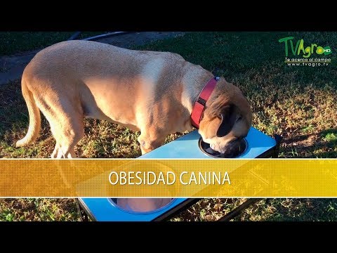 Video: La obesidad canina