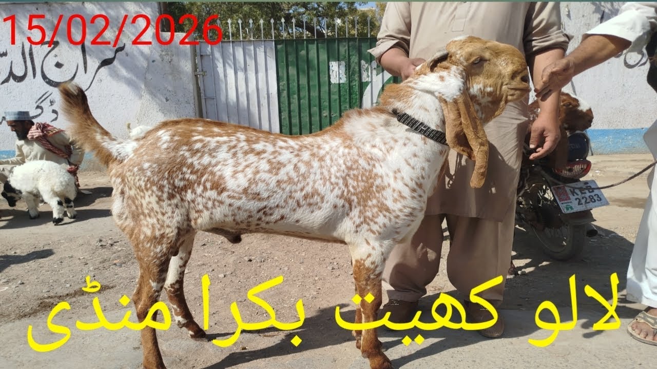 Lalukhaith Bakra Mandi 15/02/2026 🐐🐏🔥❤️🇵🇰