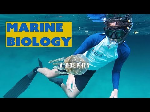 What it&rsquo;s like to study MARINE BIOLOGY