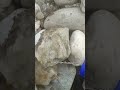 Agate Hunting Adventures#GemstoneLovers #GemHunting #StonesOfWonder #GemstoneIdentification