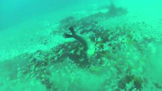 Sea lions in Santa Barbara Island - Oct 2012 - Part 3