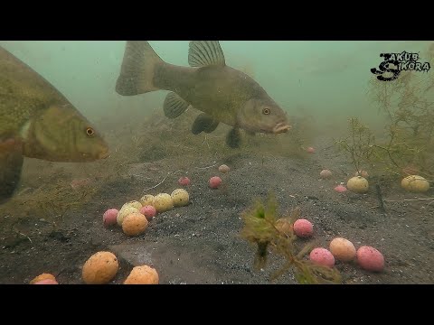 Video: How To Feed Bream