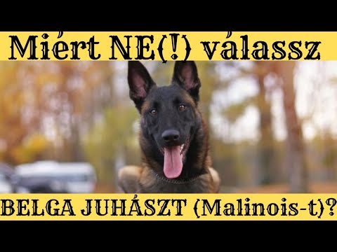 Videó: Basschshund