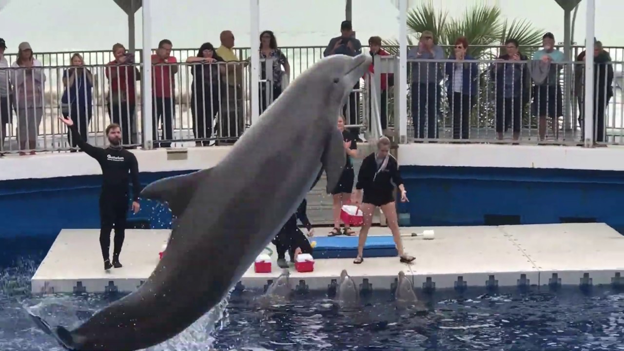 Dolphin Show at Fort Walton Beach Gulf Aquarium YouTube