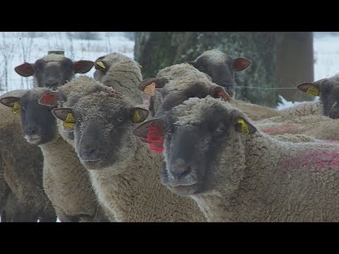 Video: Centrālāzijas Aitu Vai Alabai šķirnes Suņu Iezīmes