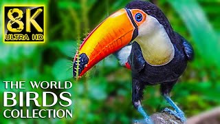 The World of Birds Collection in 8K TV 60fps ULTRA HD | 8K Nature Sound with Relaxing Music