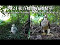 2021東方蜂鷹直播精華 Oriental Honey Buzzard Cam Season Highlights