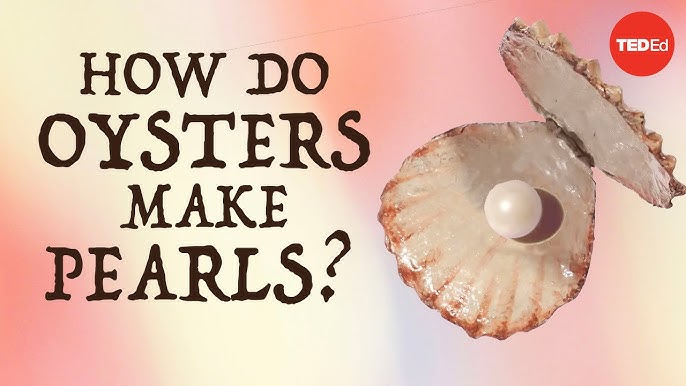 Where Do Freshwater Pearls Come From?