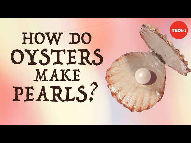 How do oysters make pearls? - Rob Ulrich class=