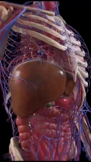 3D animation of human body system | internal organs of human ...