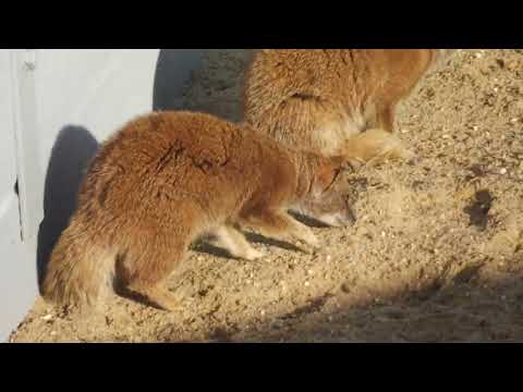 Yellow Mongooses Hang