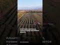 Алматинец напомнил, почему город называется Алматы