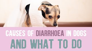 Causes of Diarrhoea in Dogs and What To Do