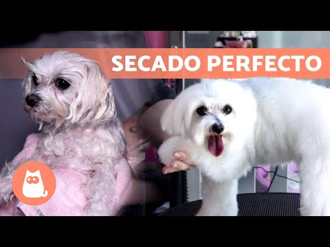 ¿Cómo SECAR el PELO a un PERRO? 💨🐶 (según el TIPO de PELO)