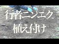 行者ニンニク　植え付け　Allium ochotense planting