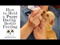 How To Hold A Puppy To Bottle Feed