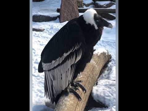 Самая большая птица в мире! #Андский кондор #топ #факты #рекомендации