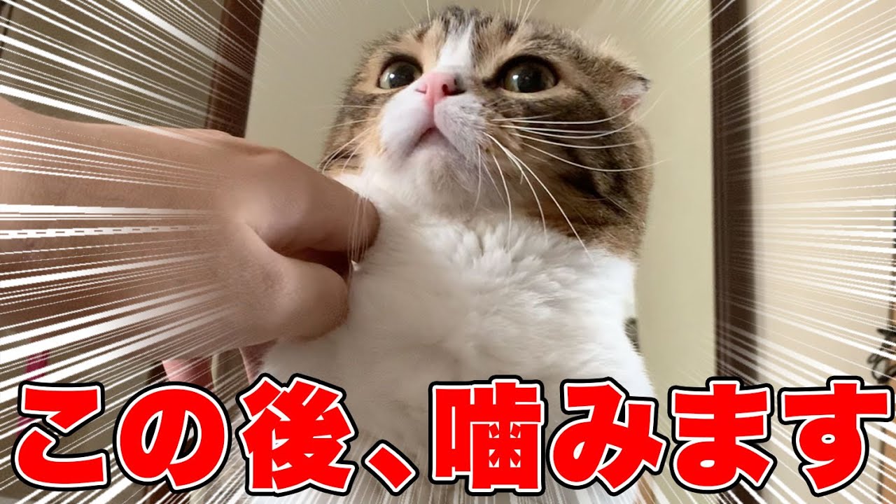 Violated by the cat from the early in the morning ※There are
