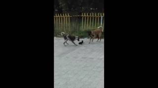 Two dogs attacking a cute cat! (Don't watch this if you have weak heart)