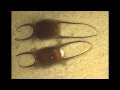 Little skate (Leucoraja erinacea) embryo hatching