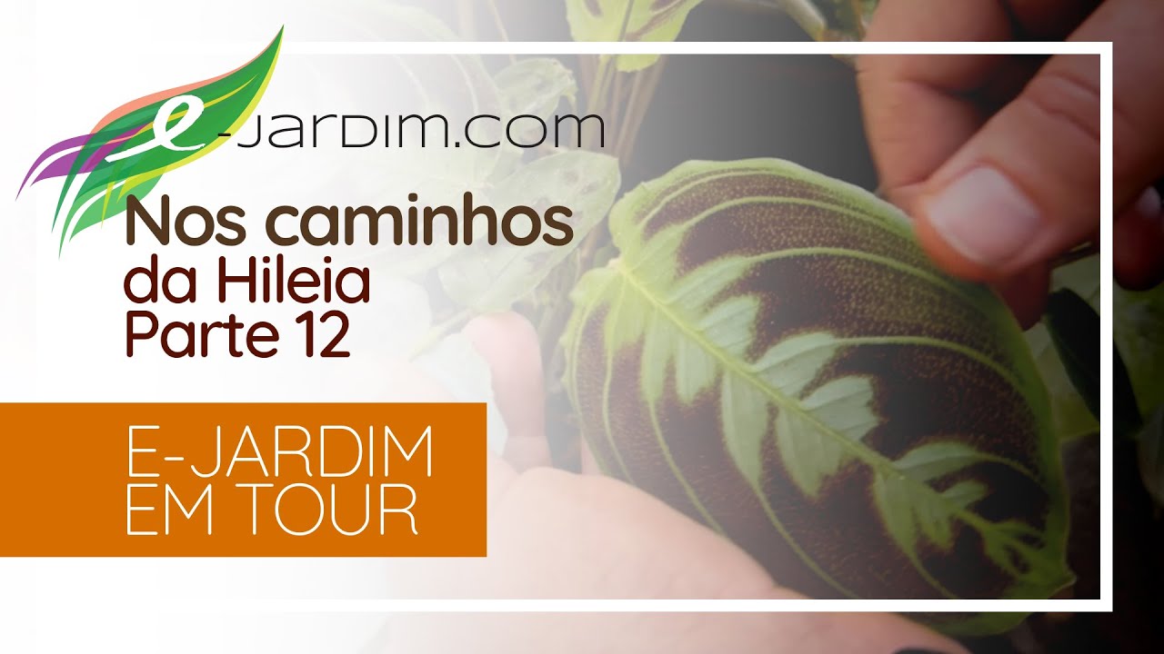 RARIDADES DO VIVEIRO: Zamia roezlii e Maranta testudinea | Nos Caminhos da Hileia - Parte 12