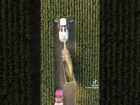 شغل علي كبير الشاعر للعنايه بالحافر فخرالعرج الشاعر 