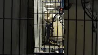 MESH Automation: Precision Handling for Bearing Rings with MACTend