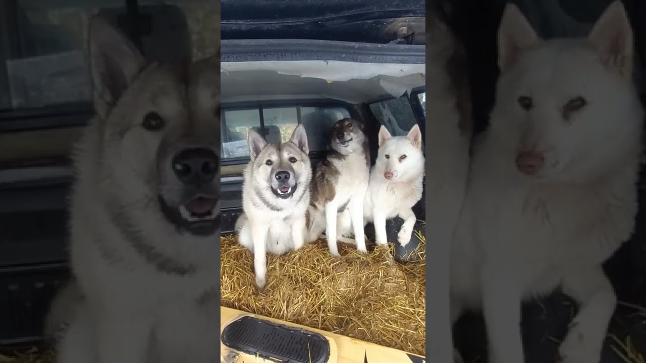 Как выглядит собака породы Лайка
