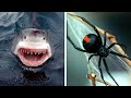 Top 10 ANIMALES más PELIGROSOS de AUSTRALIA 🕷️🩸🐍 ¡Pueden matarte en MINUTOS!