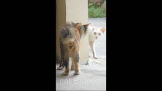 Kitten🐱 cats funny😝 animals #cat #catlover #shortsfeed #shortvideo #catbideos