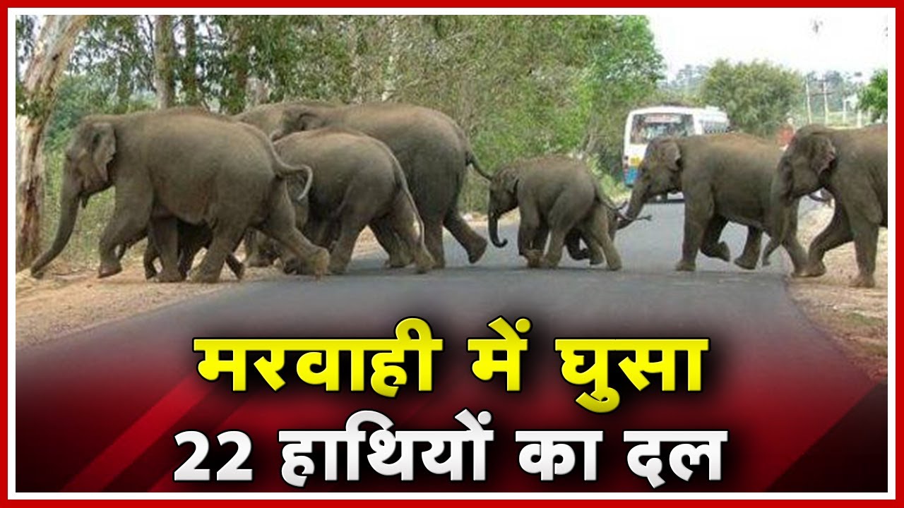 Pendra Elephant News: Marwahi में घुसा 22 हाथियों का दल | फसलों की सुरक्षा पर नहीं किसी का ध्यान madhya pradesh news khabar