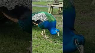 most beautiful peacock sound relaxing video mor peacock #short #आरामदायकसंगीत screenshot 5