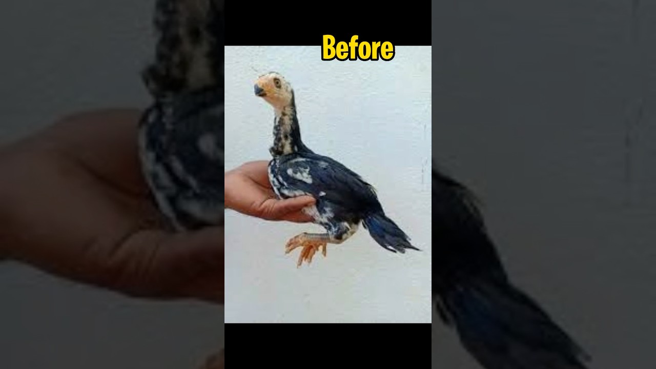 Parrot Beak Chick Transformation..😍 