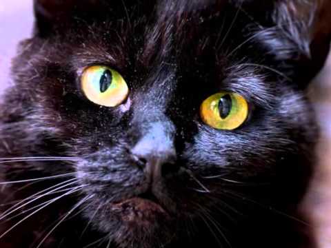 Wideo: Dlaczego czarne koty są uważane za złe szczęście
